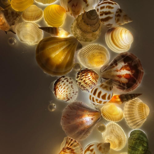 Lámpara de cielo estrellado hecha con conchas de mar